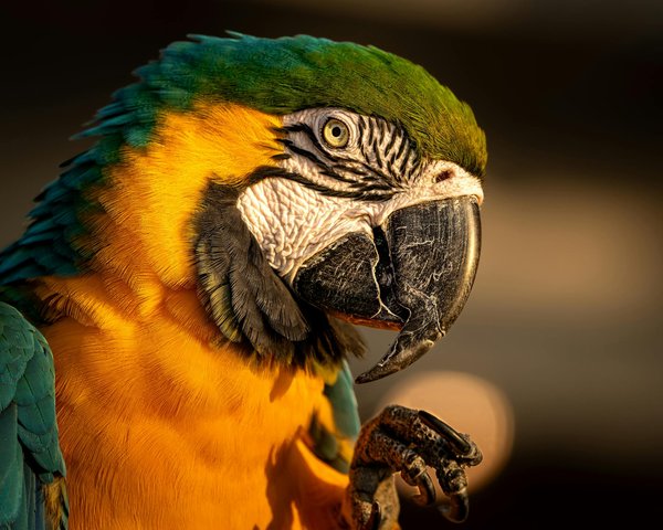 Comparatif des meilleurs colliers antiparasitaires pour chats