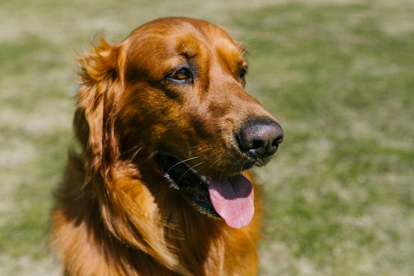 Les tendances beauté pour chiens à suivre en 2022