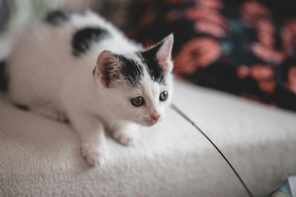 Comment les réseaux sociaux contribuent-ils à la sensibilisation sur la faune en danger ?